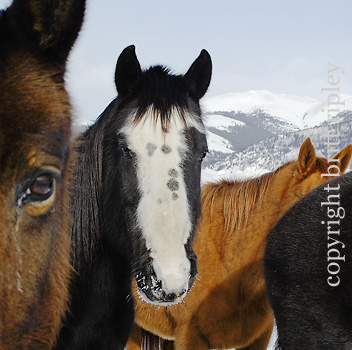 winter weathered horse faces